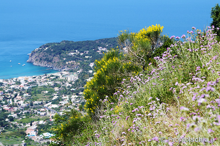 5 consigli per una vacanza a Ischia 2